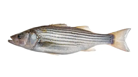 Striped bass
