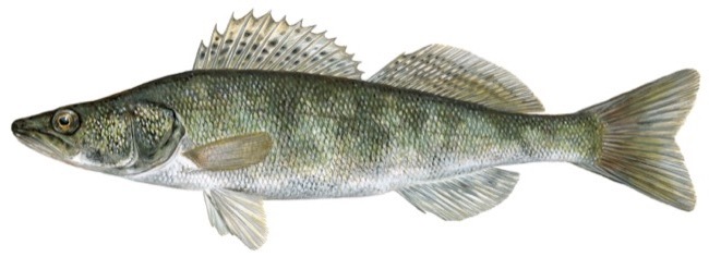 Zander