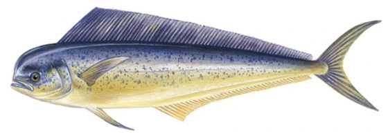 Mahi-mahi