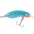 Pilchard