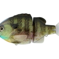 #01 Real Bluegill