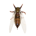 HRZ
