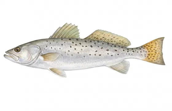 Spotted seatrout