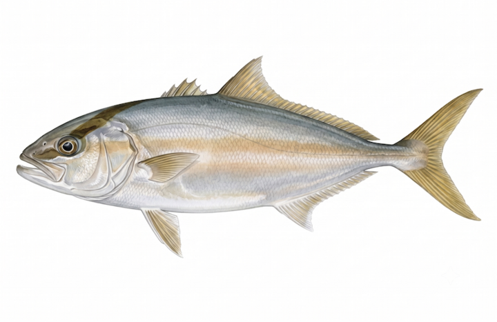 Greater amberjack