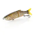 Gold Shad