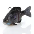 Black Gill