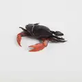 Black/Red