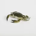 Green Crab