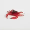 Crimson Crab