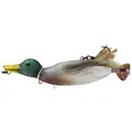 Adult Mallard