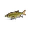 Golden Shiner