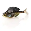 Bluegill