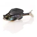 Black Gill