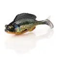 Pumpkinseed
