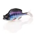 Tilapia