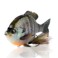 Male Bluegill