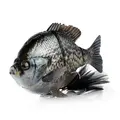 Crappie