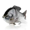 Tilapia