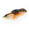 Alabama Craw