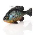 Pumpkinseed