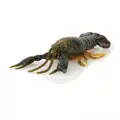 Alabama Craw
