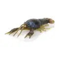 Magic Craw