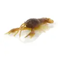 Mudbug