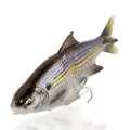 Threadfin
