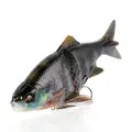 Bluegill