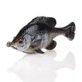 Light Gill