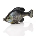 Ghost Gill