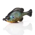 Pumpkinseed