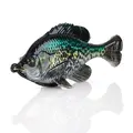 Crappie