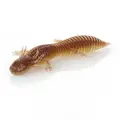 Mudbug