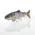 American Shad