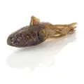 Green Pumpkin Purple Copper