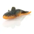 Alabama Craw