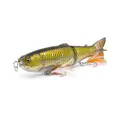 Golden Shiner