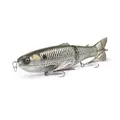 Gizzard Shad
