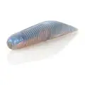 Pro Blue Red Pearl