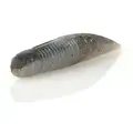 Electric Shad