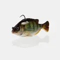 Dark Pinfish