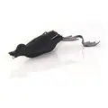 Baby Black Bird