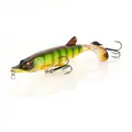 Tiger Perch