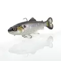 American Shad