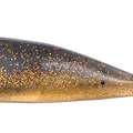 Gold Minnow