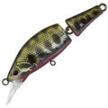 Red Belly Yamame A-617