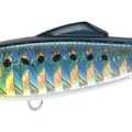 Sardine