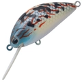 Pearl Goby P-486