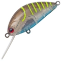 Clear Shrimp T-488